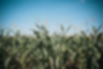 Greenfuels