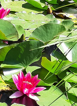 Seerose Pink_edited.jpg