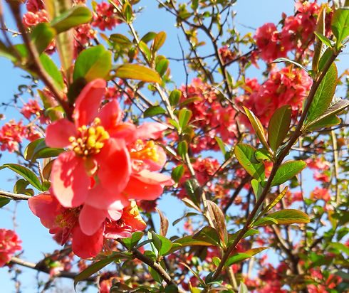 Blume_edited.jpg