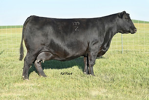 Sitz Ellunas Elite 139Z.jpeg