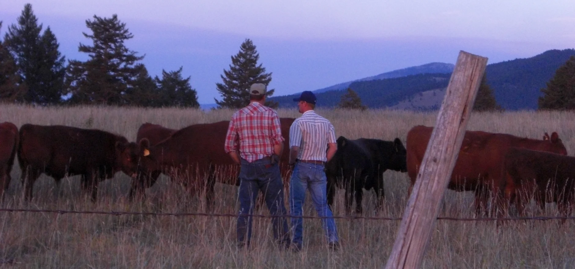 Father & Son talkin bull.webp