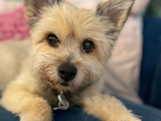 Pet bereavement -coping with the loss of your dog