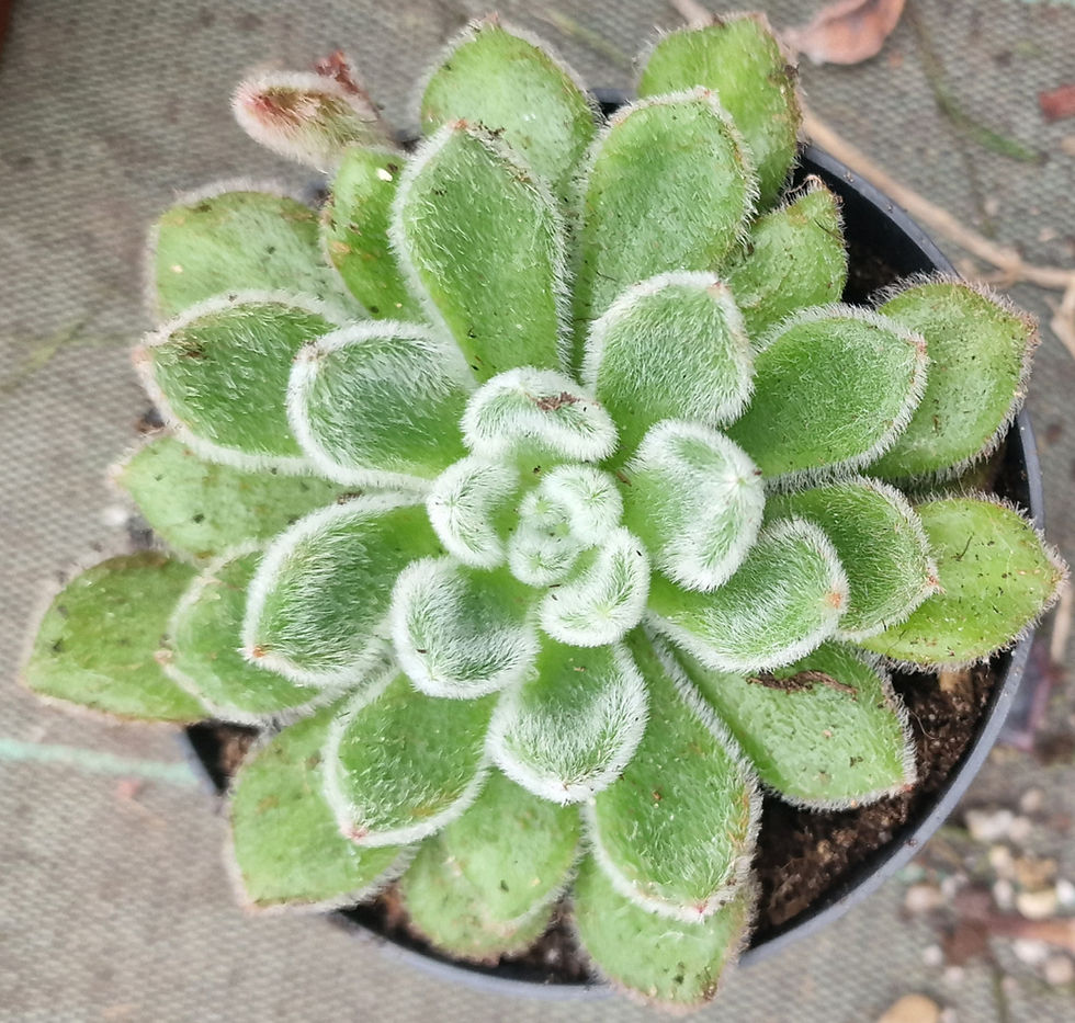 Echeveria silvergreen