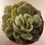 Miniature : Echeveria thanos