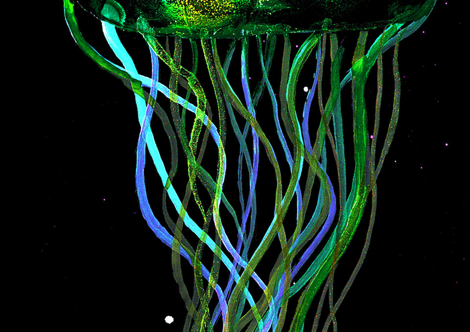 Jellyfish, marine art, alcohol ink