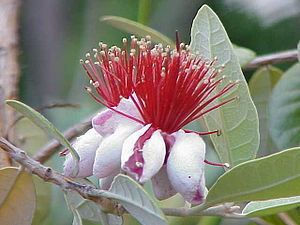 Feijoa