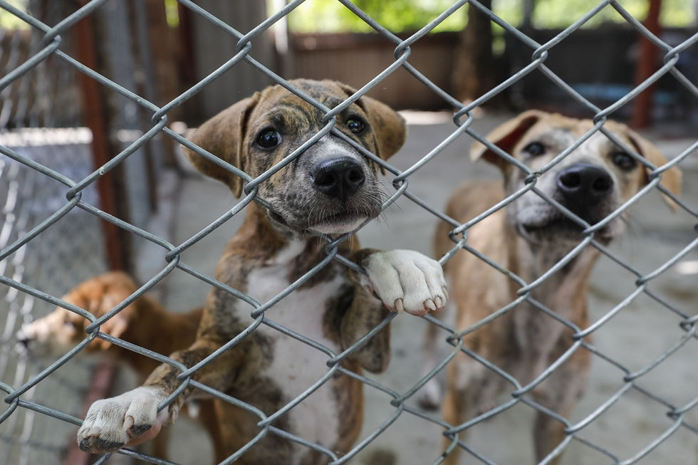 El maltrato animal es un tema que está en el olvido