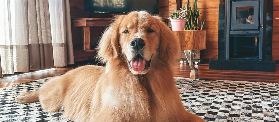 HOSPEDAGEM PET FRIENDLY PICADA CAFÉ | Estalagem Recanto da Gruta