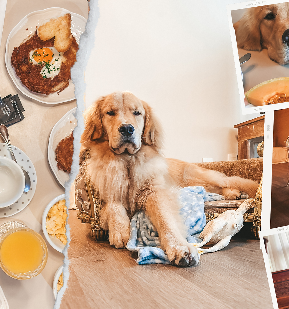 Hospedagem Pet Friendly em Gramado