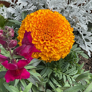 Marigold.jpeg