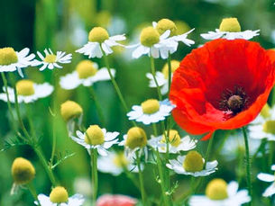 Büyük Değişimlerin Küçük Tavizleri