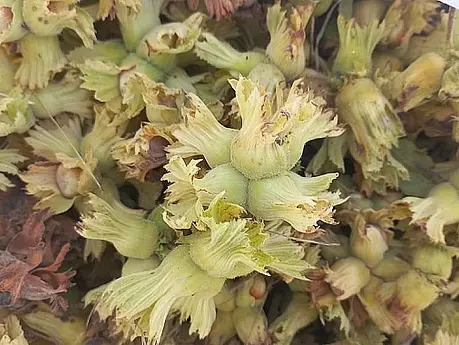 Fındıkta Oyuna Son Verin