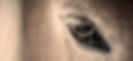 Ari-84 2_edited.jpg