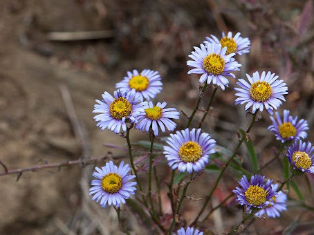 The Benefits of Native and Heirloom Seeds
