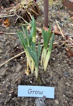 President's Chirp: April, 2026