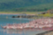 naivasha.jpg