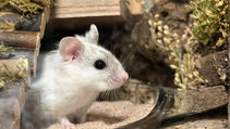 Kinesisk hamster i sandbad