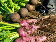 Regional und saisonal essen – mehr als nur ein Bio-Label