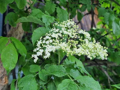 Holunder Blüte am Strauch