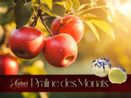 Praline des Monats apfel rum trüffel