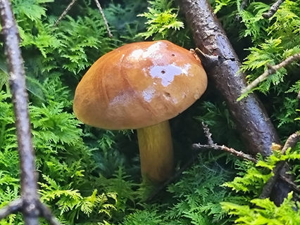 Kräuter und Pilze sammeln im Spätsommer – ein Familienritual am Tegernsee