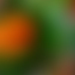 Kräuter tee am morgen