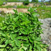 Oregano - Natürliches Antibiotikum?