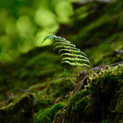 Waldbaden im Frühling