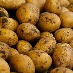 POTATOS.jpg