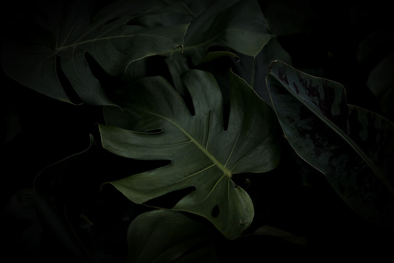 Tropical Leaves_edited.jpg