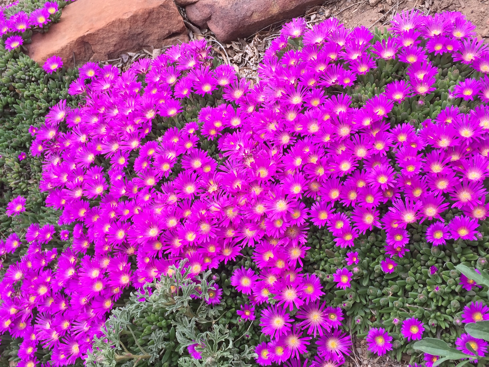 Ice Plant, Early Spring