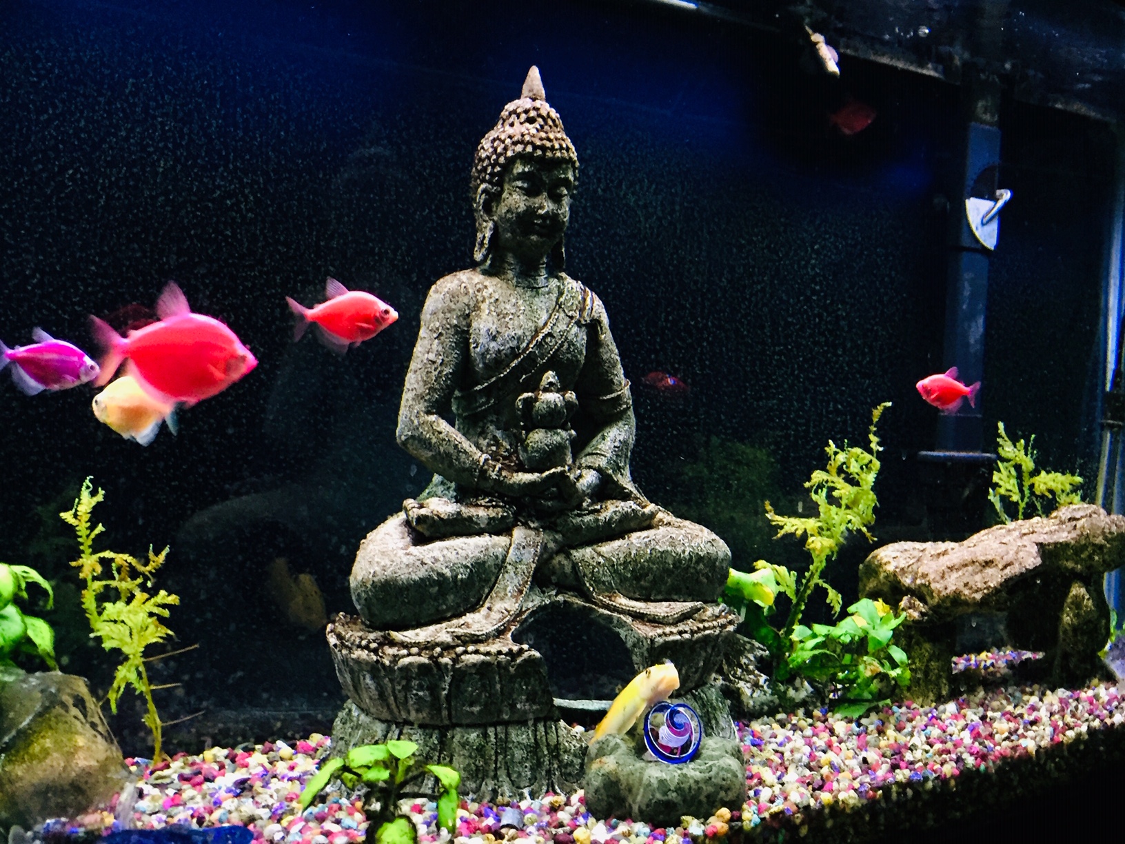 Fish & Buddha