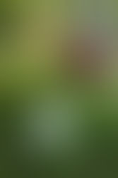 SORTEO Y ENTREGA DE PREMIOS TORNEO FORESSOS 27.06.2020