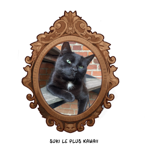 Suki le plus Kawaii des chatons