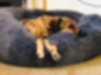 hund-im-koerbchen-hundepension-ruhen-entspannt.jpg