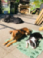 hundepension-hundebetreuung-juu-dog-egolzwil.jpg