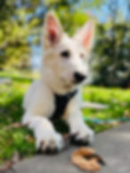 weisser Schäferhund in der Hundepension