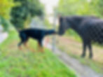 hundebetreuung-egolzwil-juu-dog-judith-knuesel-dobermann-pony.jpg