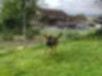 hundepension-sinnvolle-beschaeftigung-juu-dog-egolzwil.jpg