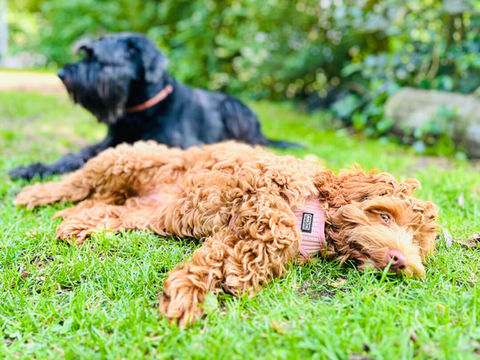 ruhende Hunde in der Hundepension juu-dog