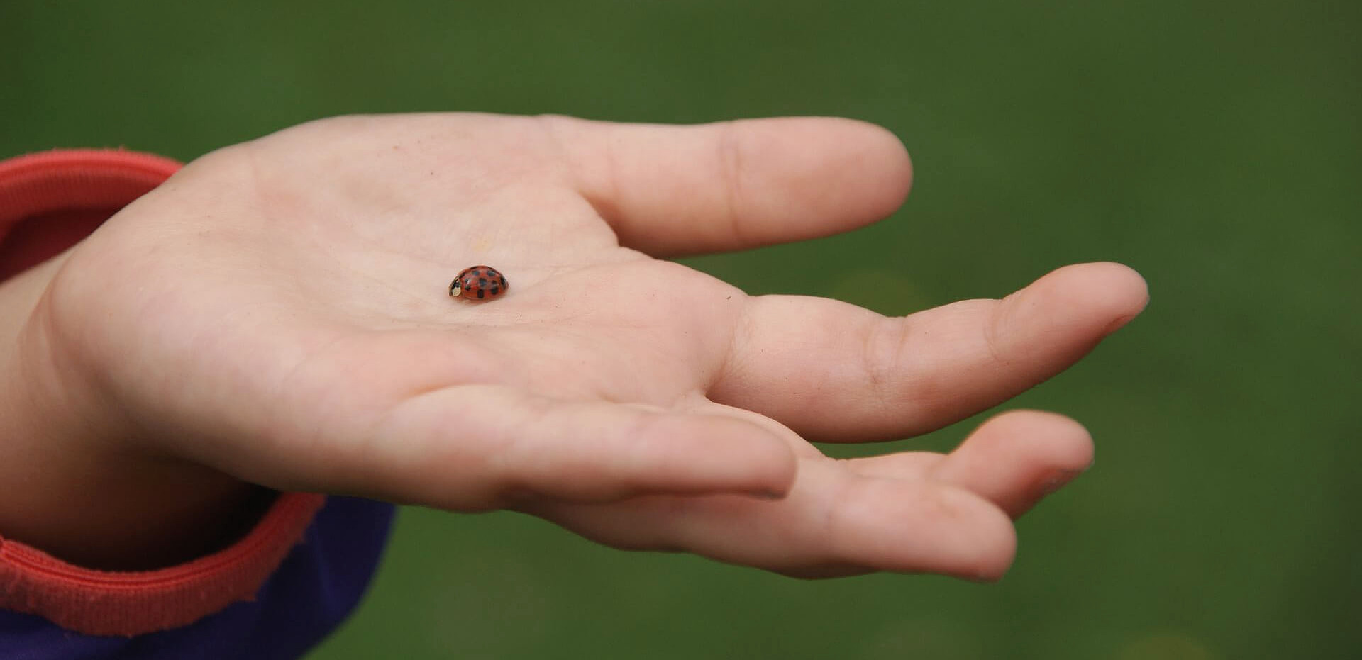 Hand eines Kindes mit einem Marienkäfer