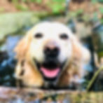 hundepension-juu-dog-egolzwil-kanton-luzern.jpg