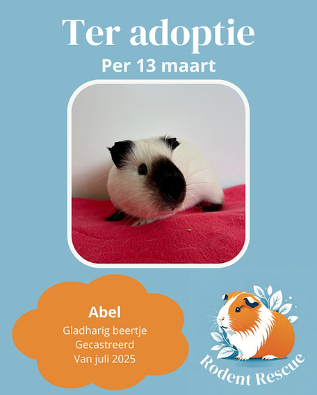 Adoptie format (27).png
