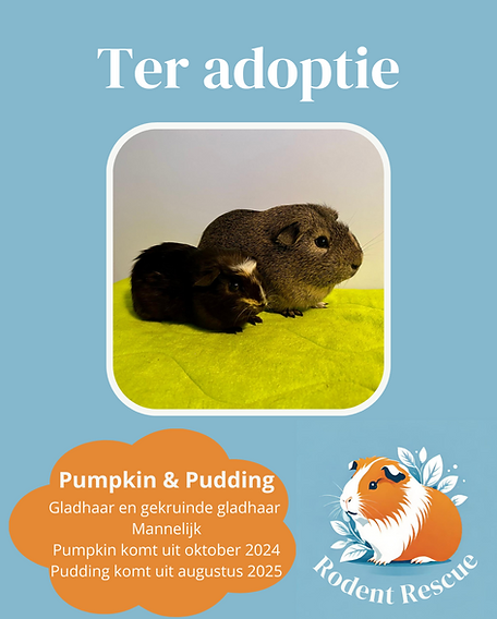 Adoptie format (5).png