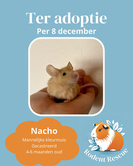 Adoptie format (17).png