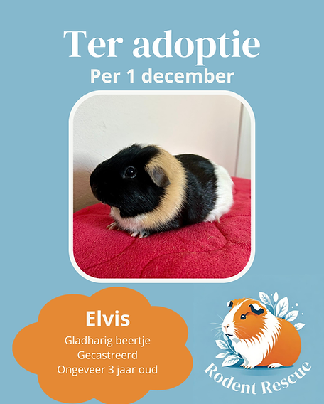 Adoptie format (16).png