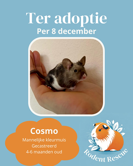 Adoptie format (18).png