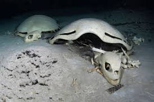 Dead Turtle.jpg