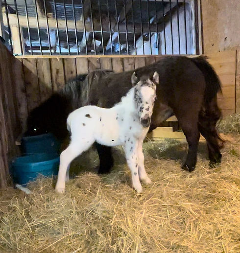 Ginger and Finagen.JPEG