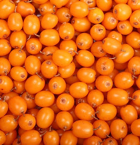 olivello spinoso bacche